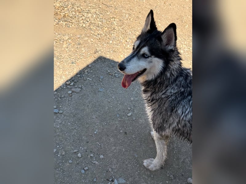 Luna sucht aktive Familie, gern mit Katzen!