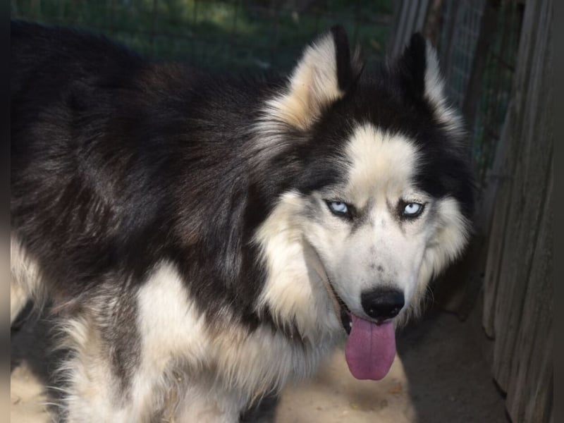 Mads – klug, bewegungsfreudig und bereit für ein Zuhause