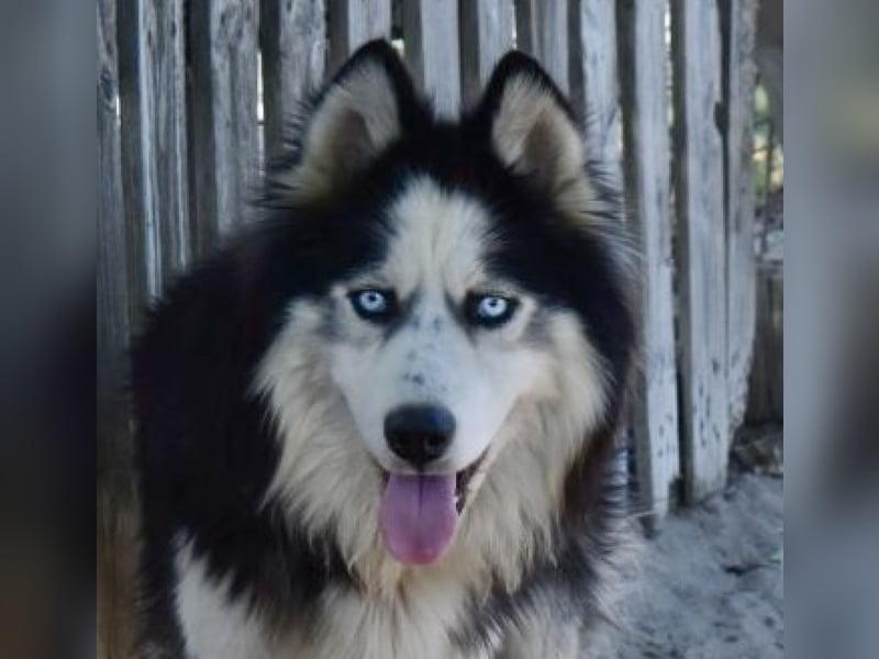 Mads – klug, bewegungsfreudig und bereit für ein Zuhause