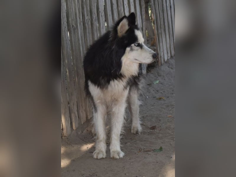 Mads – klug, bewegungsfreudig und bereit für ein Zuhause