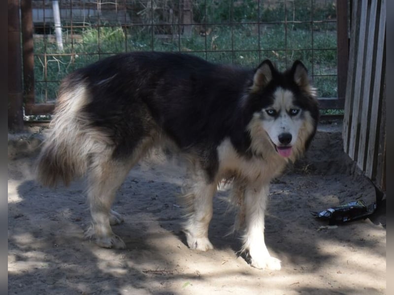 Mads – klug, bewegungsfreudig und bereit für ein Zuhause