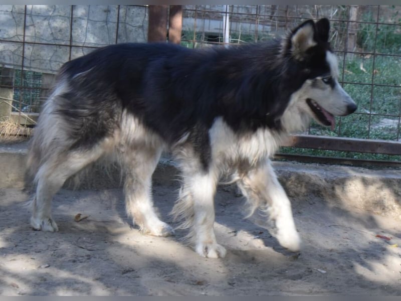 Mads – klug, bewegungsfreudig und bereit für ein Zuhause