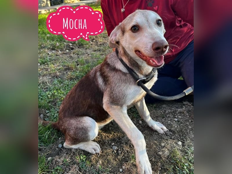 Mocha eine verspielte Maus