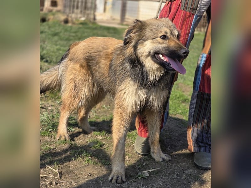 Kendall eine aktive Begleiterin fürs Leben