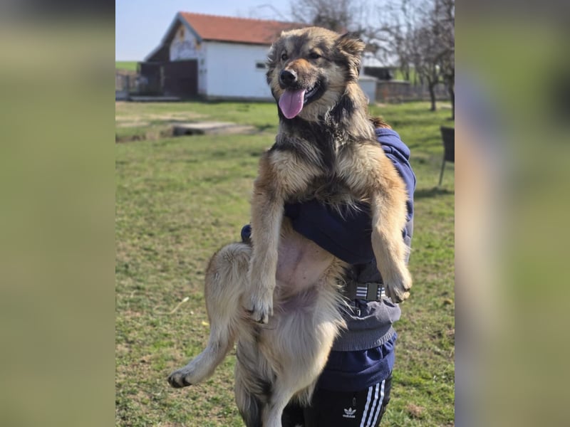 Kendall eine aktive Begleiterin fürs Leben