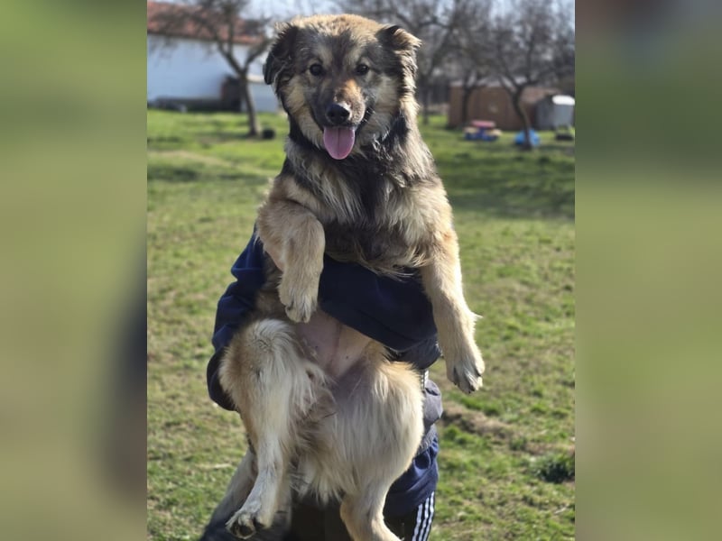 Kendall eine aktive Begleiterin fürs Leben