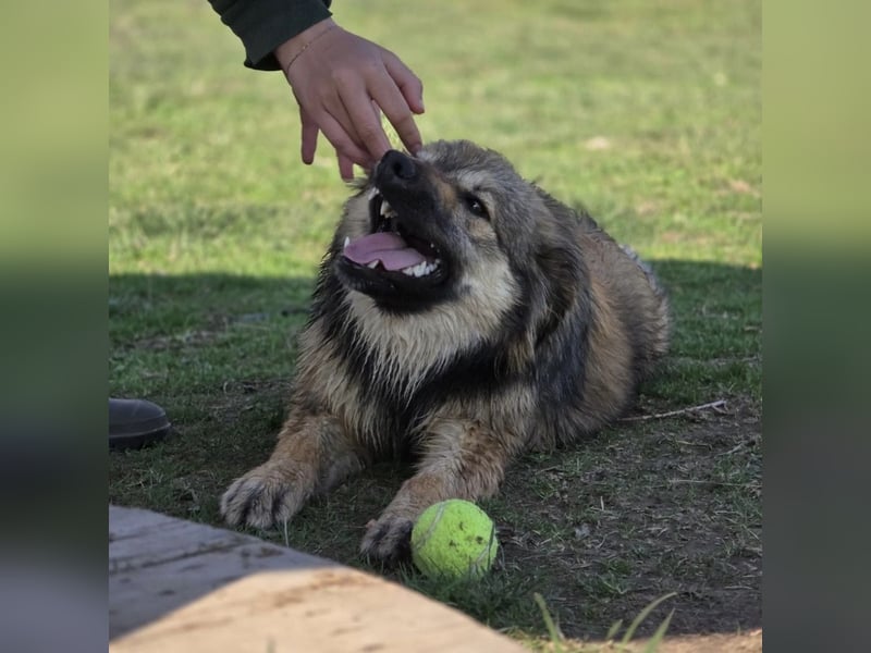 Kendall eine aktive Begleiterin fürs Leben