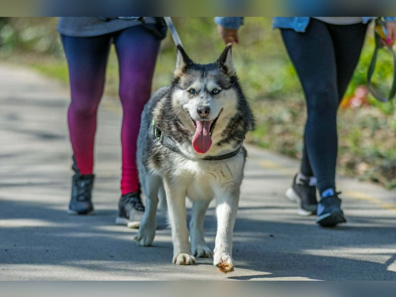 Unser Herzstück: KIRA, 8 Jahre alt
