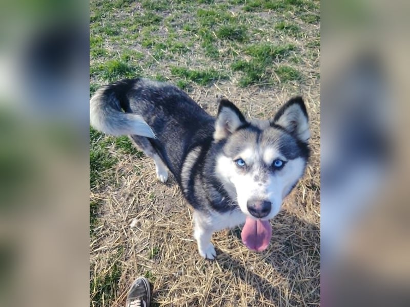 Unser Herzstück: KIRA, 8 Jahre alt
