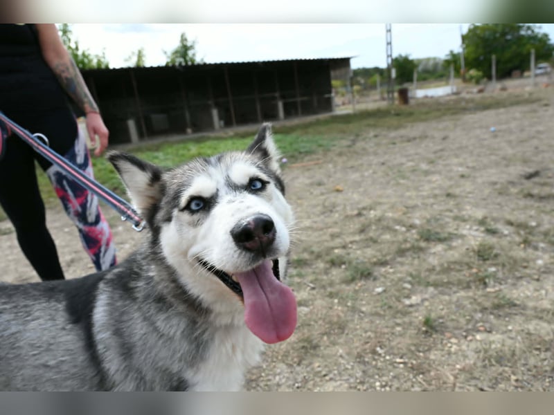 Unser Herzstück: KIRA, 8 Jahre alt