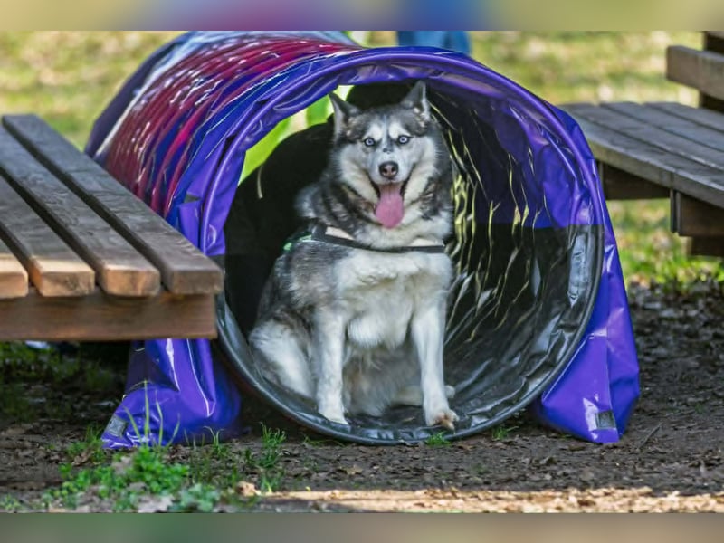 Unser Herzstück: KIRA, 8 Jahre alt