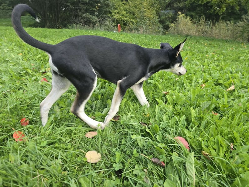 Husky-Mix auf der Suche nach Mensch mit Herz und Verstand