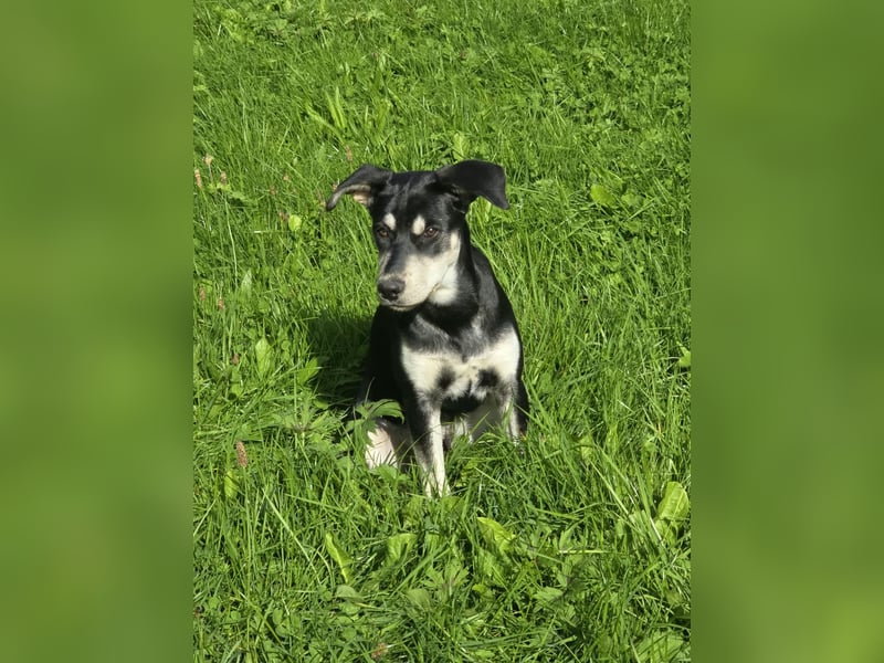 Husky-Mix auf der Suche nach Mensch mit Herz und Verstand