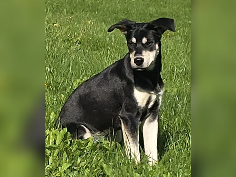 Husky-Mix auf der Suche nach Mensch mit Herz und Verstand