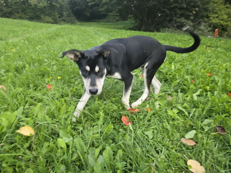 Husky-Mix auf der Suche nach Mensch mit Herz und Verstand
