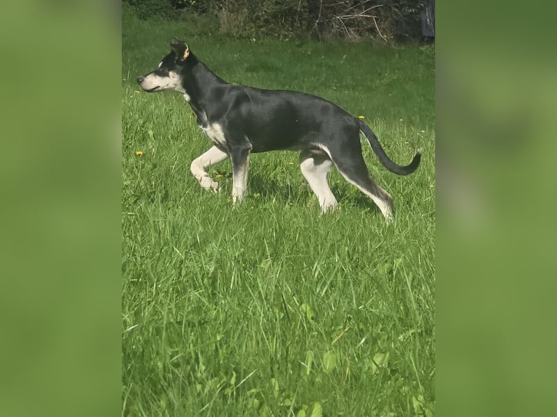 Husky-Mix auf der Suche nach Mensch mit Herz und Verstand
