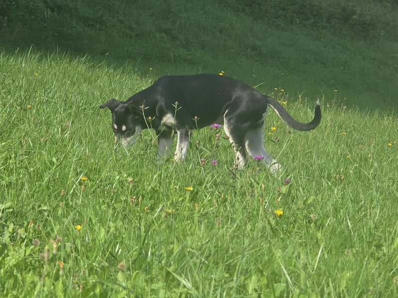 Husky-Mix auf der Suche nach Mensch mit Herz und Verstand