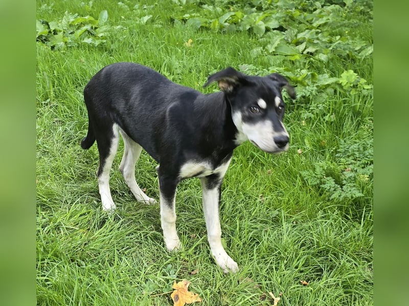Husky-Mix auf der Suche nach Mensch mit Herz und Verstand