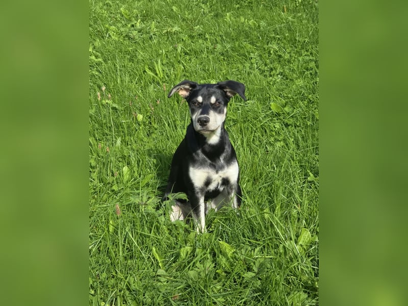 Husky-Mix auf der Suche nach Mensch mit Herz und Verstand