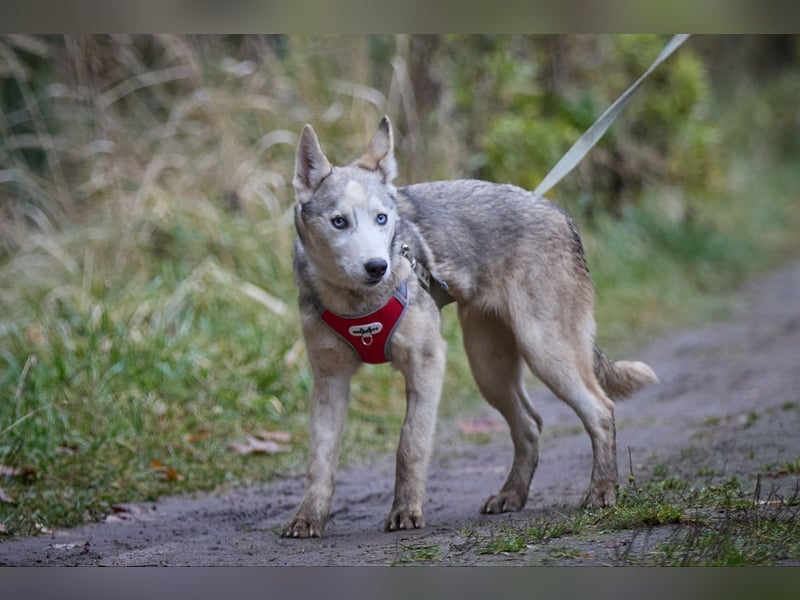 Hübsche Prinzessin FAYE sucht eine Familie