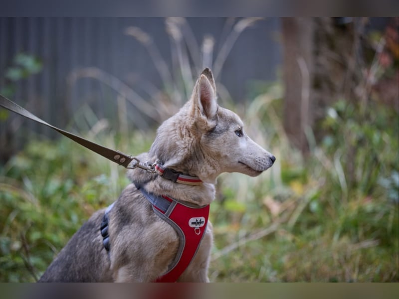 Hübsche Prinzessin FAYE sucht eine Familie