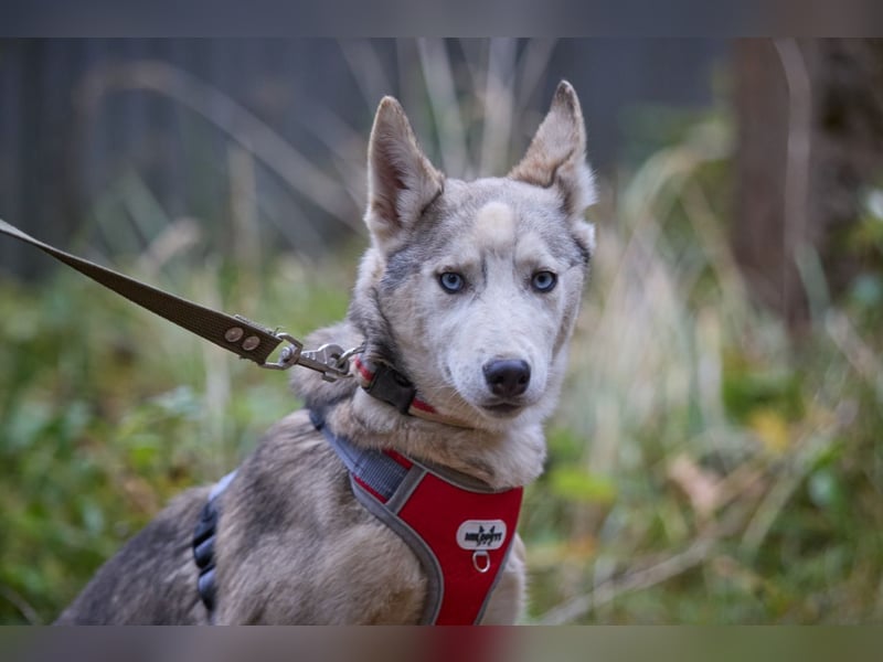 Hübsche Prinzessin FAYE sucht eine Familie