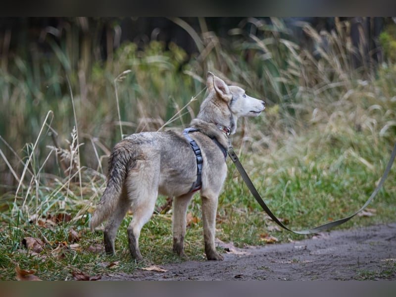 Hübsche Prinzessin FAYE sucht eine Familie