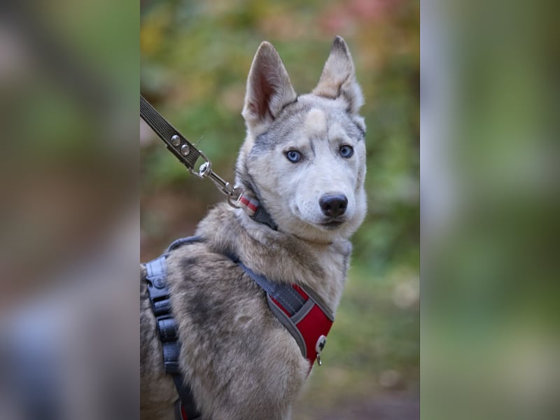 Hübsche Prinzessin FAYE sucht eine Familie