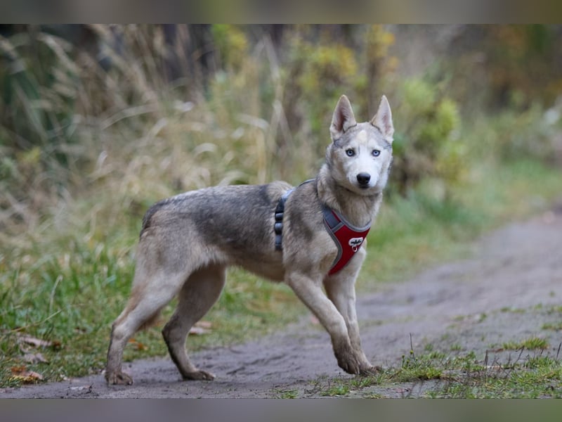 Hübsche Prinzessin FAYE sucht eine Familie