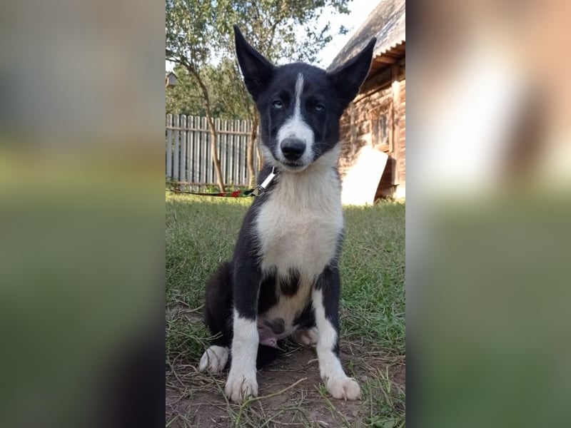 Huskymix LEVIN sucht ein Zuhause