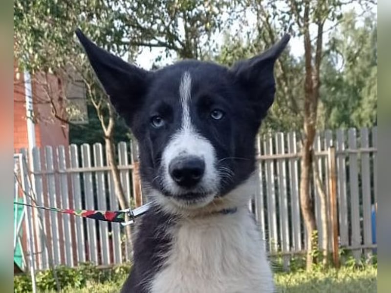 Huskymix LEVIN sucht ein Zuhause