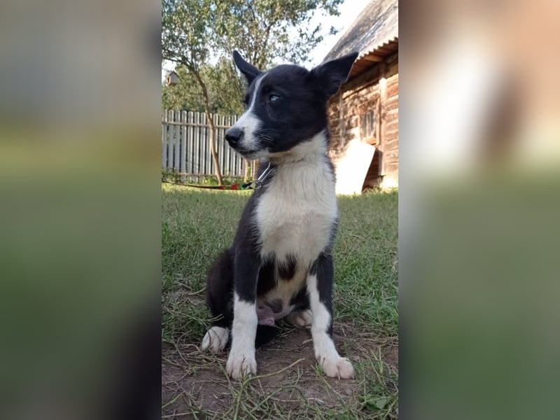Huskymix LEVIN sucht ein Zuhause