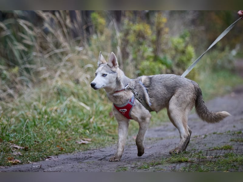 Hübsche Prinzessin FAYE sucht eine Familie