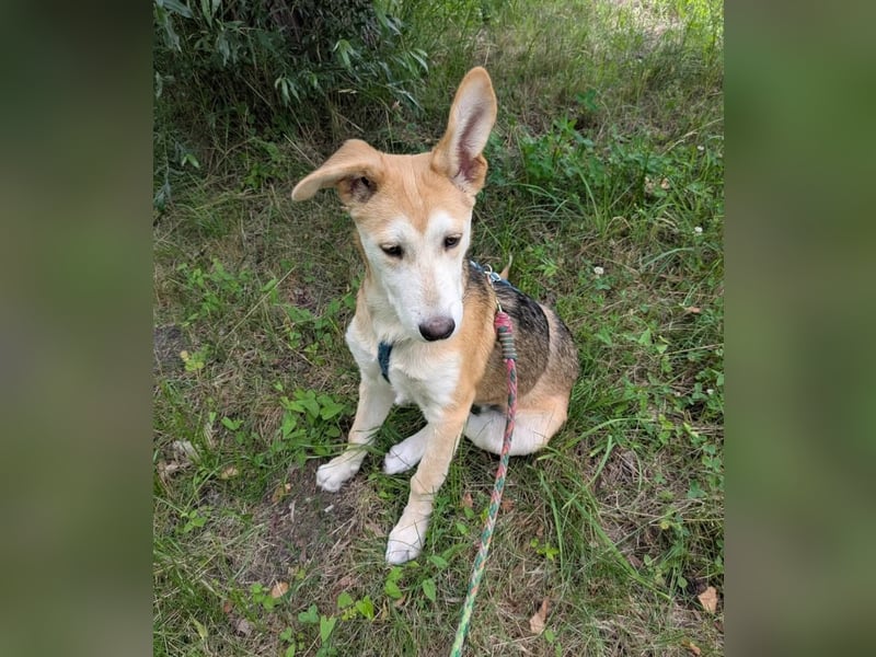 Verschmuster, kinderlieber Nanook sucht liebevolle Familie