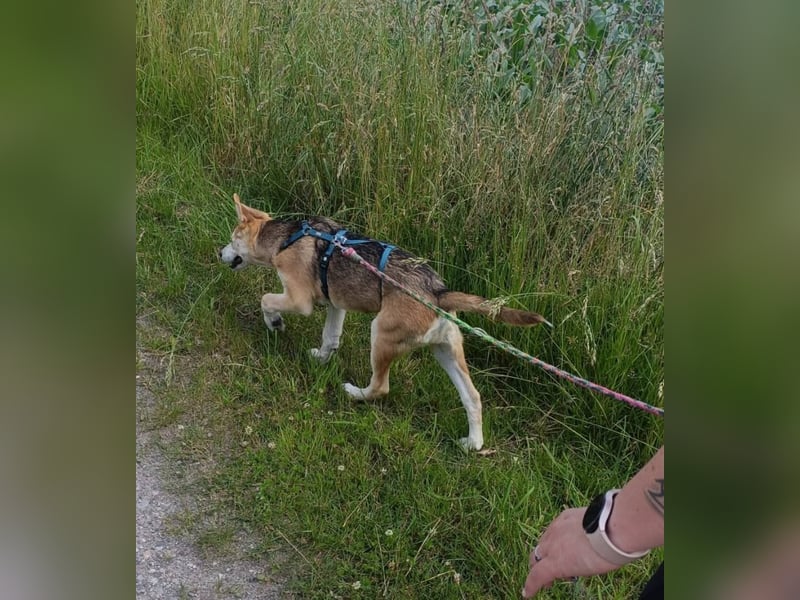 Verschmuster, kinderlieber Nanook sucht liebevolle Familie