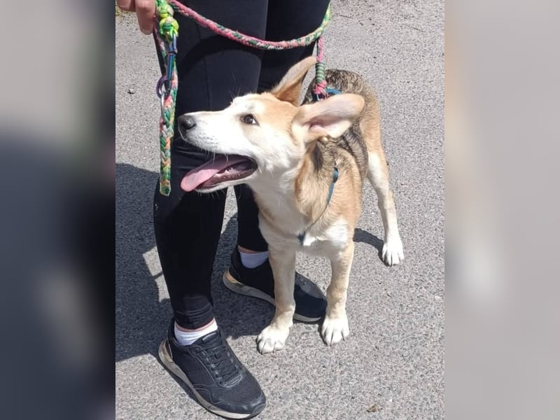 Verschmuster, kinderlieber Nanook sucht liebevolle Familie