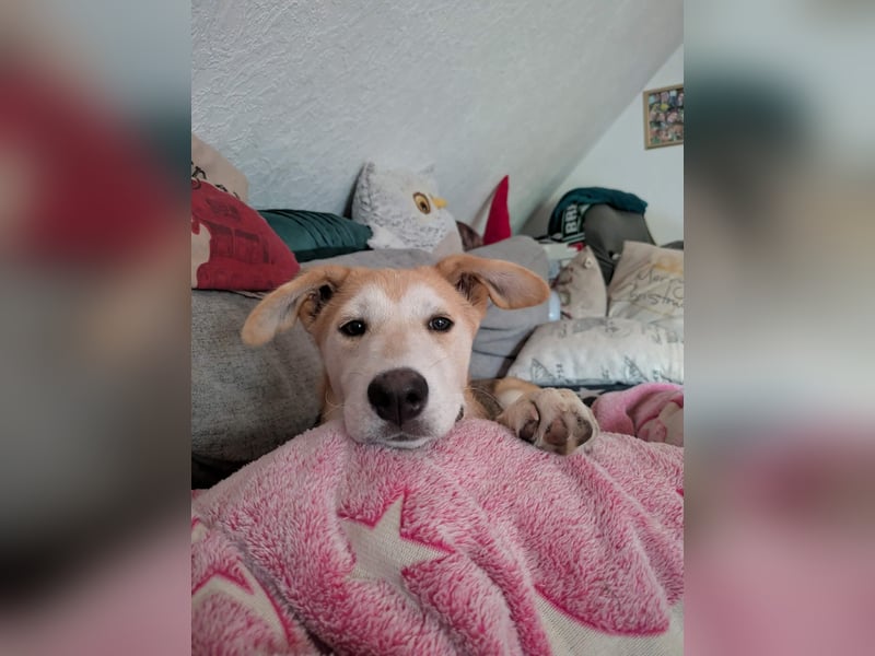 Verschmuster, kinderlieber Nanook sucht liebevolle Familie