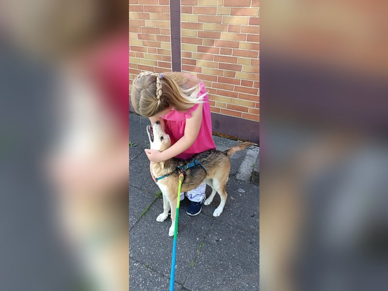 Verschmuster, kinderlieber Nanook sucht liebevolle Familie