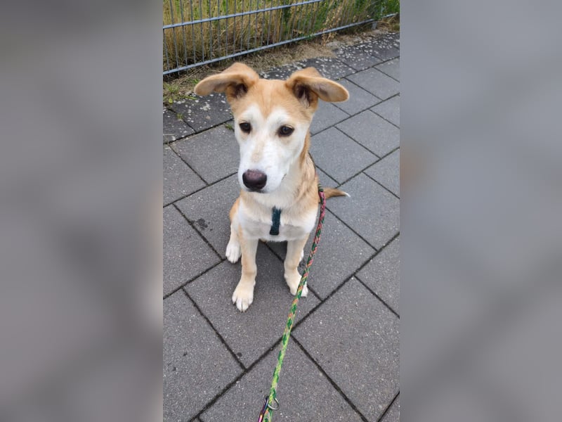 Verschmuster, kinderlieber Nanook sucht liebevolle Familie