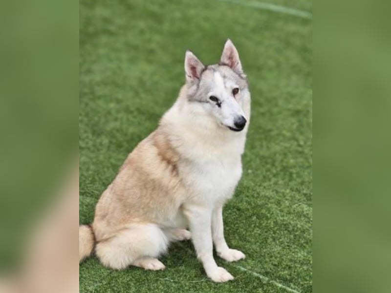 liebevolle Hündin für Familien mit Kinder