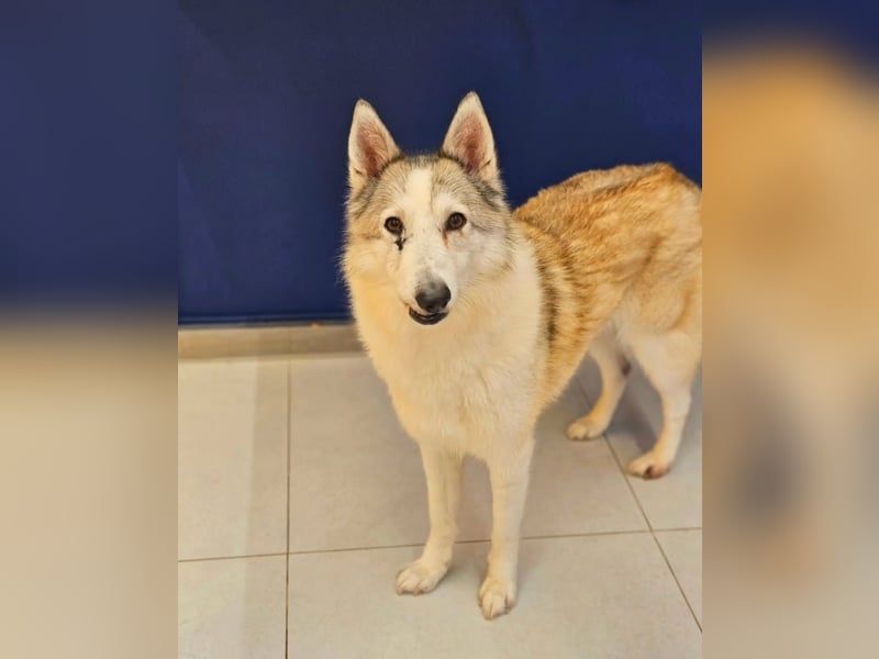 liebevolle Hündin für Familien mit Kinder