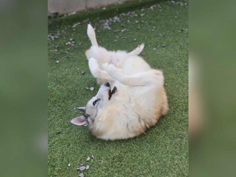 liebevolle Hündin für Familien mit Kinder