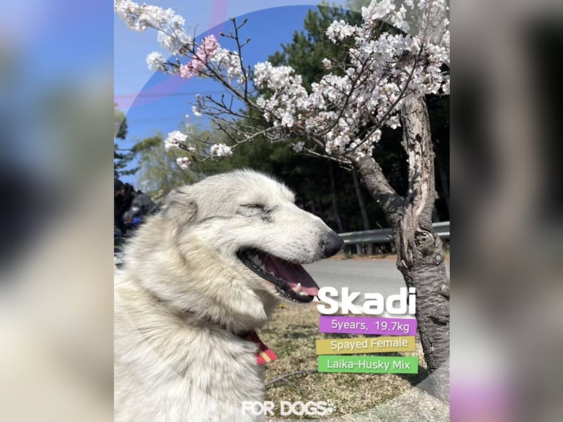 liebevolle Hündin für Familien mit Kinder