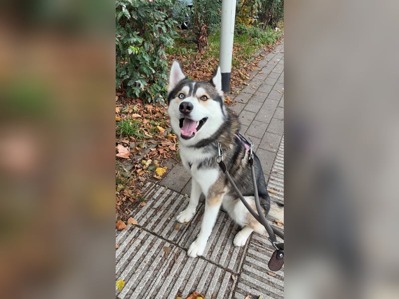 Milo: wer geht mit ihm durchs Leben?