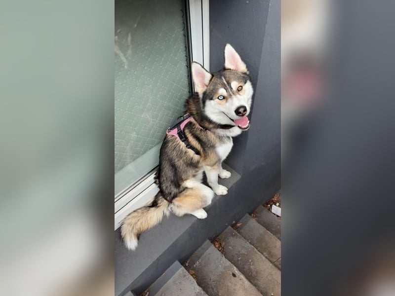 Milo: wer geht mit mir durch Dick und Dünn