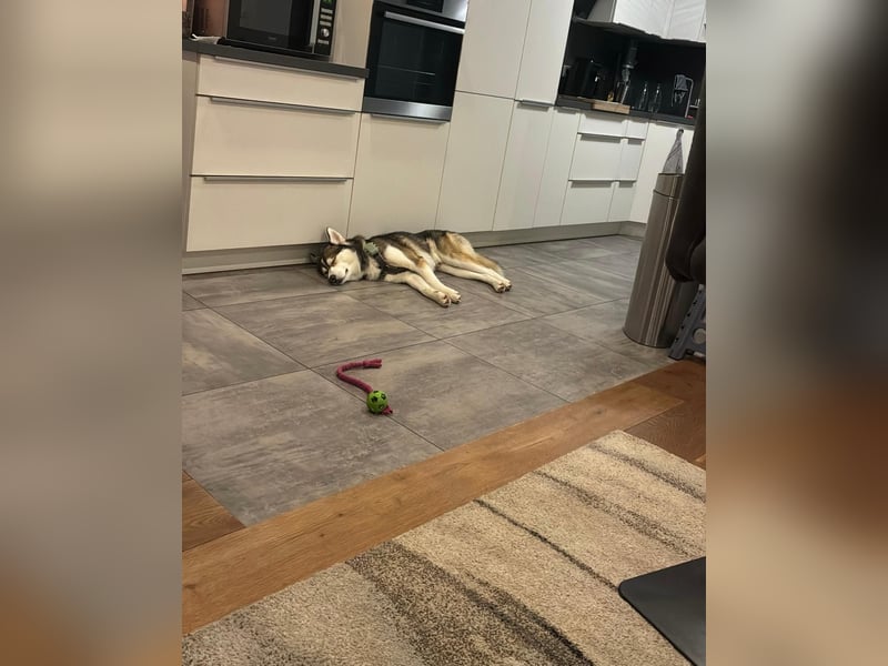 Milo: wer geht mit ihm durchs Leben?