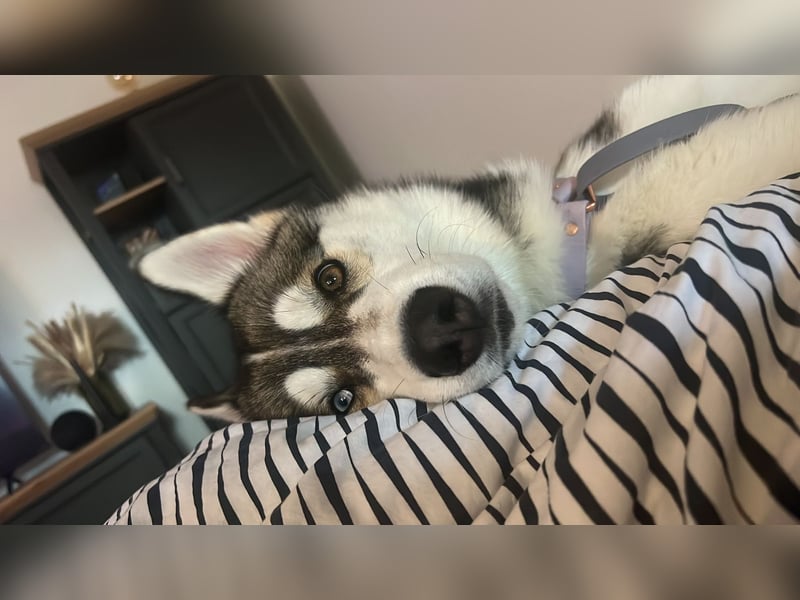 Milo: wer geht mit ihm durchs Leben?