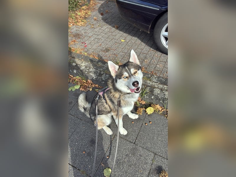 Milo: wer geht mit ihm durchs Leben?