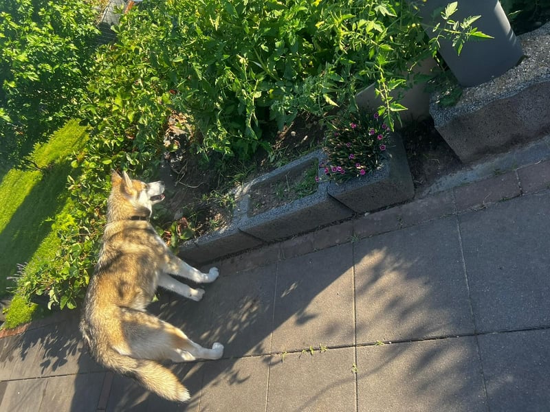 Milo: wer geht mit ihm durchs Leben?