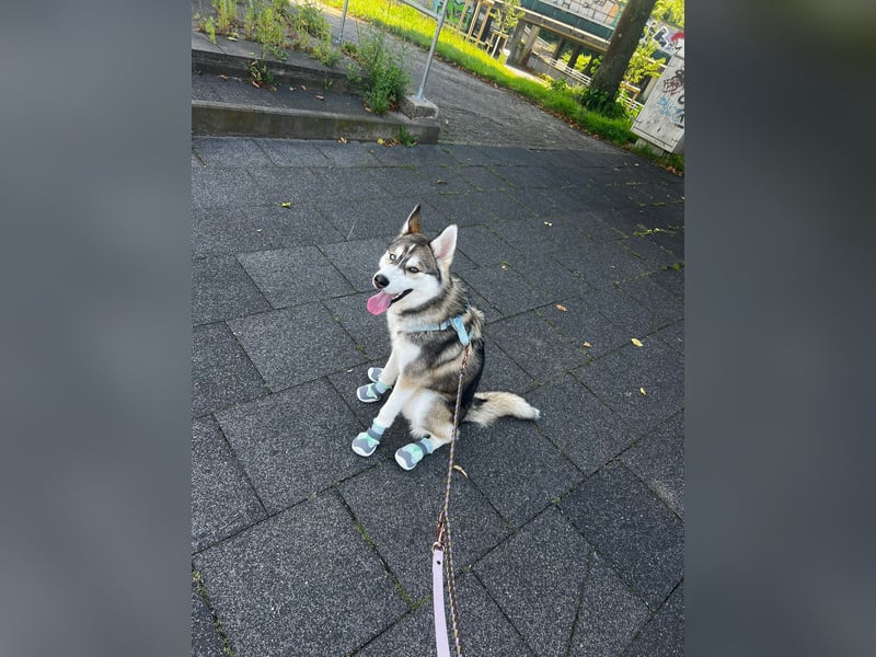 Milo: wer geht mit mir durch Dick und Dünn